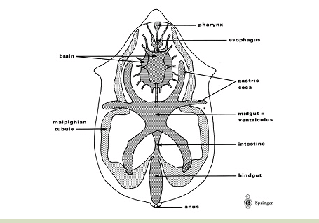 mite anatomy